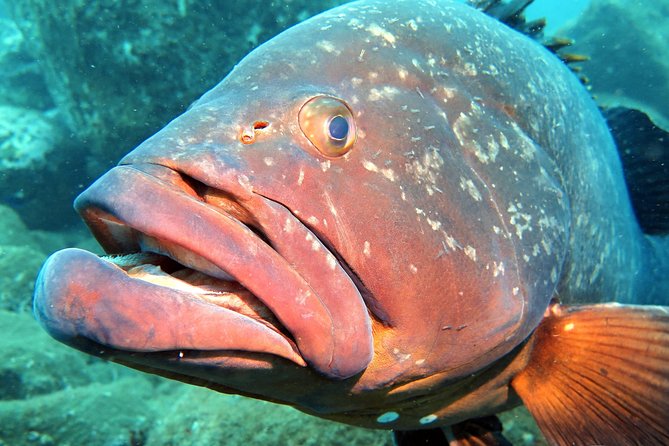 Scuba Diving Experience in Madeira - Gear Included and Instructor-Led Safety: Less Stress, More Focus