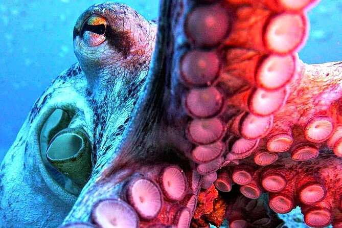 Scuba Diving Experience in Madeira - Certificate of Recognition: How This Helps You Continue