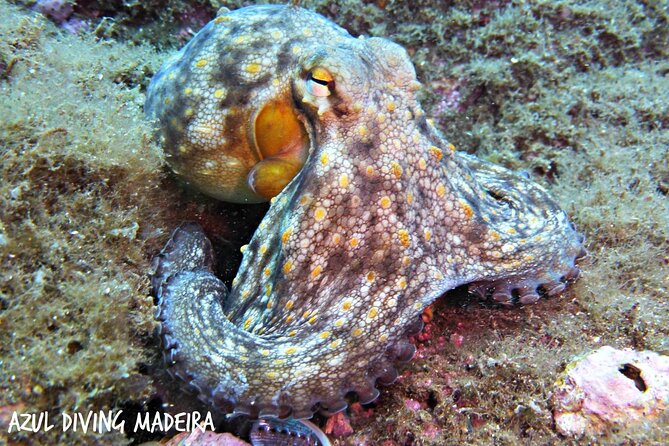 Scuba Diving Experience in Madeira - Weather, Ear Pressure, and the Rule About Flying Afterward