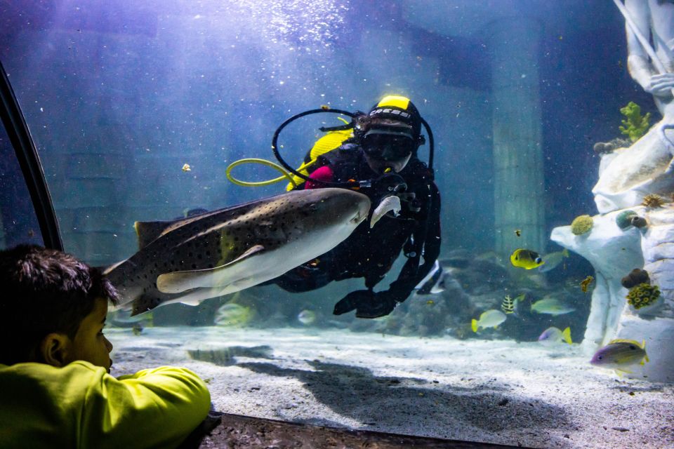 SEA LIFE Porto Full-Day Entrance Ticket - SEA LIFE Porto at Castelo do Queijo: what the setting means for your day