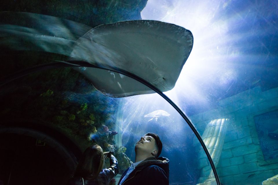 SEA LIFE Porto Full-Day Entrance Ticket - Penguin Island and the bird-focused twist