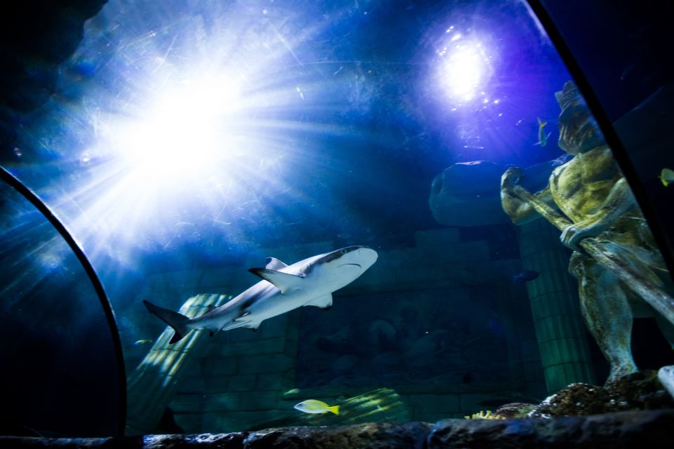 SEA LIFE Porto Full-Day Entrance Ticket - Where to go and how to arrive: the Castelo do Queijo meeting point