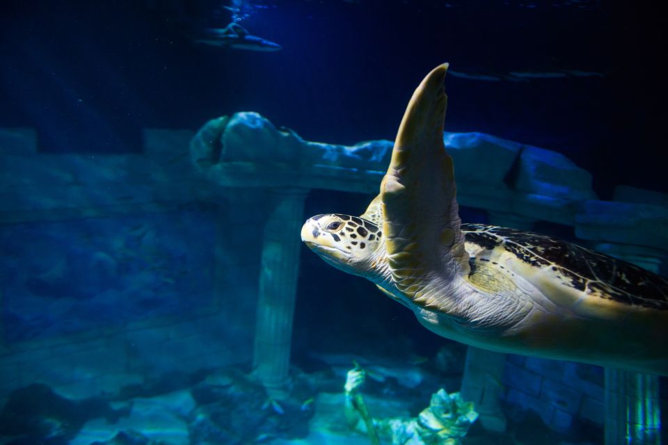 SEA LIFE Porto Full-Day Entrance Ticket - Should you book SEA LIFE Porto Full-Day Entrance Ticket?