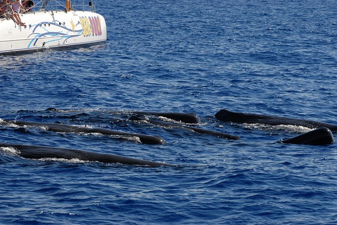Seaborn Catamaran trips - Madeira From the Water: Why a 3-Hour Catamaran Works So Well