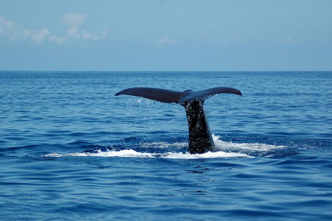 Seaborn Catamaran trips - Responsible Dolphin and Whale Watching That Feels Real