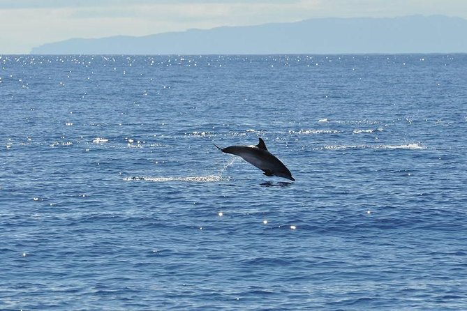 Seaborn Catamaran trips - Practical Tips for a Smoother Trip From Funchal Marina