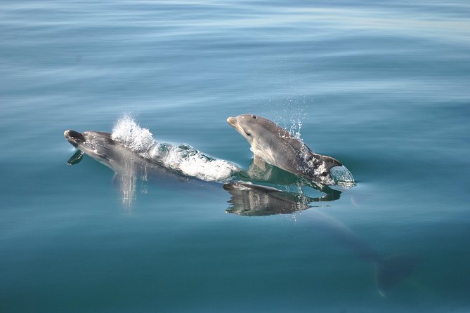 Sealife Sea Safari, Dolphin Watching with Marine Biologist's Lagos - What you could see in the wild (and what to do if the action is brief)