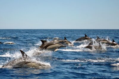 Sealife Sea Safari, Dolphin Watching with Marine Biologist's Lagos - Boats in Lagos: fast rides, real comfort, and which one you might get