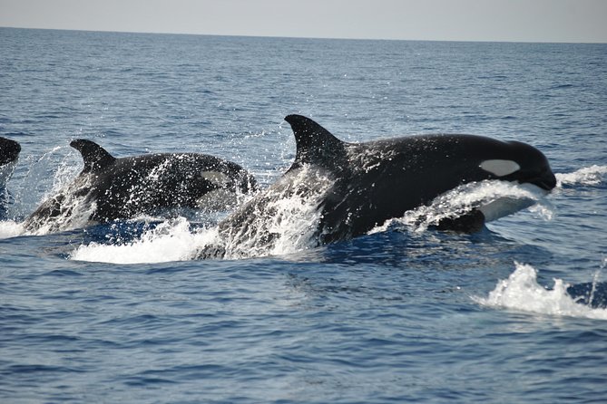 Sealife Sea Safari, Dolphin Watching with Marine Biologist's Lagos - Sitting on the Atlantic: weather, jackets, and motion tips that actually help