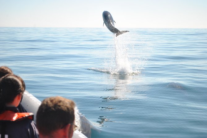 Sealife Sea Safari, Dolphin Watching with Marine Biologist's Lagos - Value in real life: what $48.39 gets you in Lagos