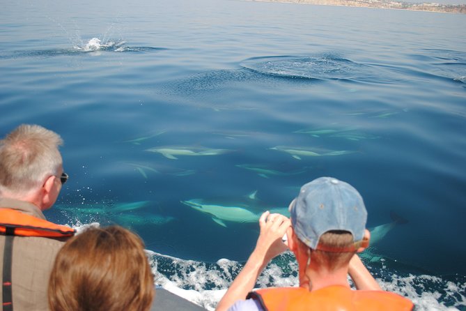 Sealife Sea Safari, Dolphin Watching with Marine Biologist's Lagos - Who should book this dolphin safari in Lagos?