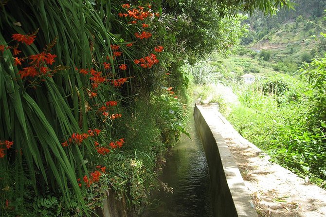Serra D'Água Valley - Levada Walk - What You’ll Notice Along The Way (Fauna, Flora, And The Levada System)