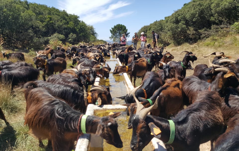 Serra dos Candeeiros : Shepherd for a morning - Key highlights worth knowing