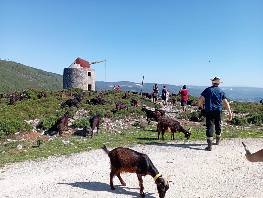 Serra dos Candeeiros : Shepherd for a morning - Serra dos Candeeiros shepherd morning: a calmer kind of nature trip