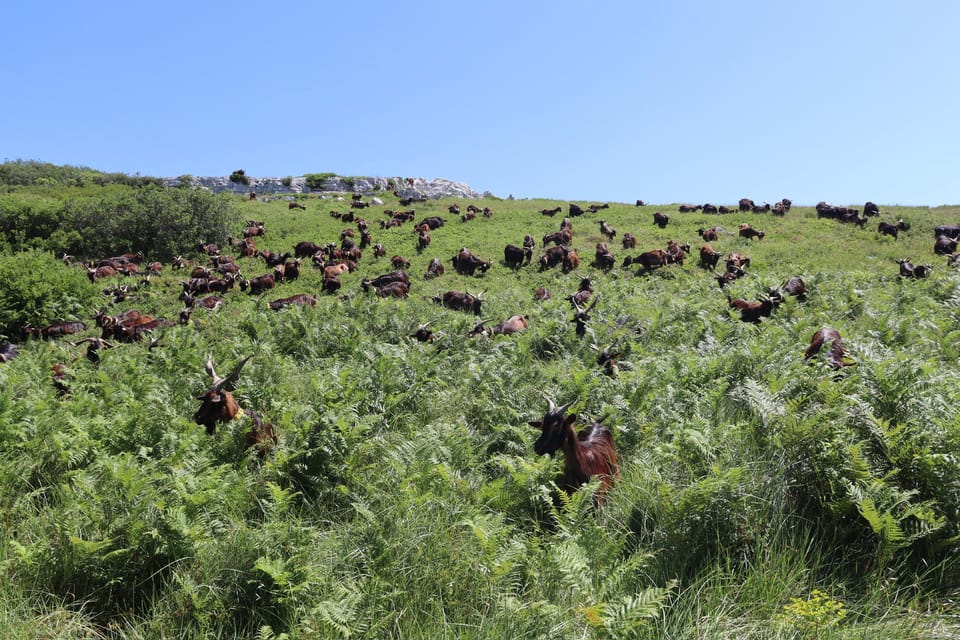 Serra dos Candeeiros : Shepherd for a morning - Milking time: the most memorable moment of the morning