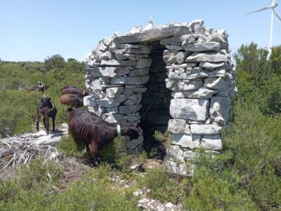 Serra dos Candeeiros : Shepherd for a morning - Where you start in Chão: Largo Terra Chã as your morning base