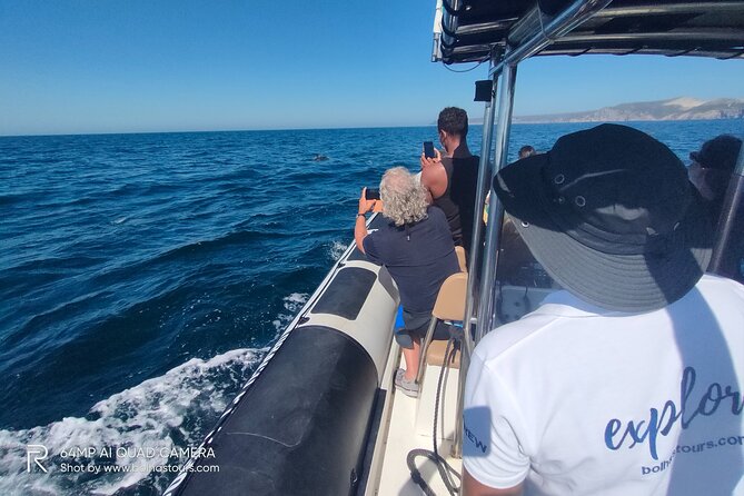 Sesimbra: Arrábida Dolphin and Whale Watching tour with biologist - What you’re likely to see: dolphins, whales, and surprise bonuses