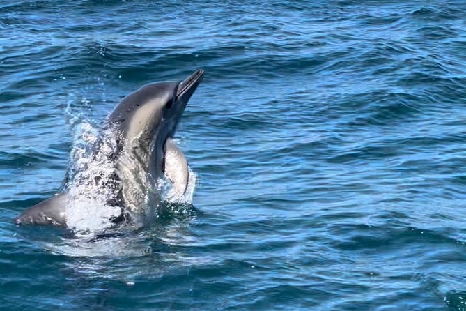 Sesimbra: Arrábida Dolphin and Whale Watching tour with biologist - Local wine, pirate tales, and why that’s not fluff