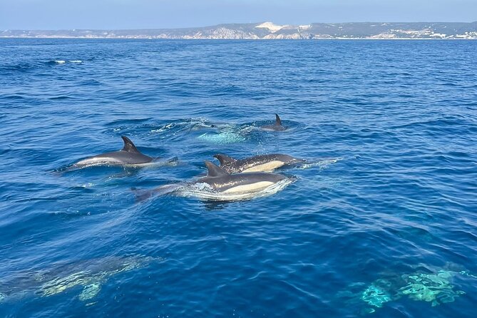 Sesimbra: Arrábida Dolphin and Whale Watching tour with biologist - Safety and comfort: the stuff you should plan for