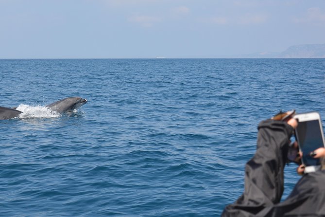 Sesimbra: Arrábida Dolphin and Whale Watching tour with biologist - Value check: is $66.42 worth it?