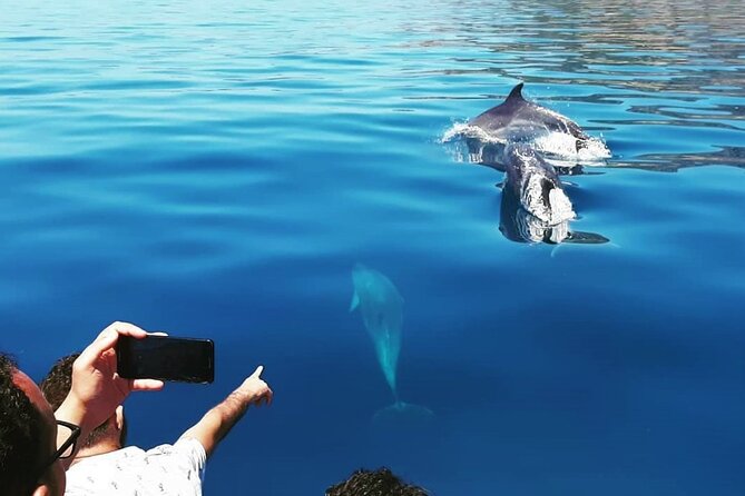 Sesimbra: Arrábida Dolphin and Whale Watching tour with biologist - The marina start: what happens before the boat