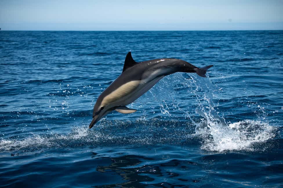 Sesimbra: Arrábida Dolphin and Whale Watching with Biologist - Key highlights that matter