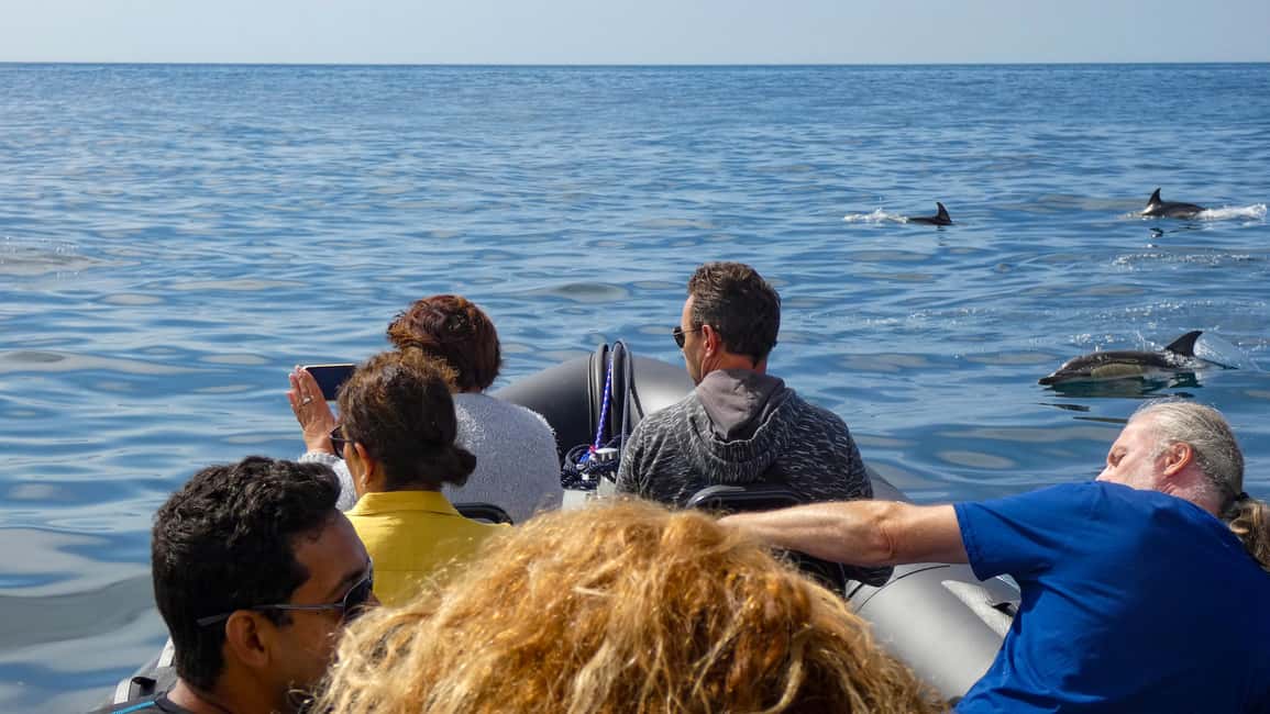 Sesimbra: Arrábida Dolphin and Whale Watching with Biologist - Who this tour suits best (and when to think twice)