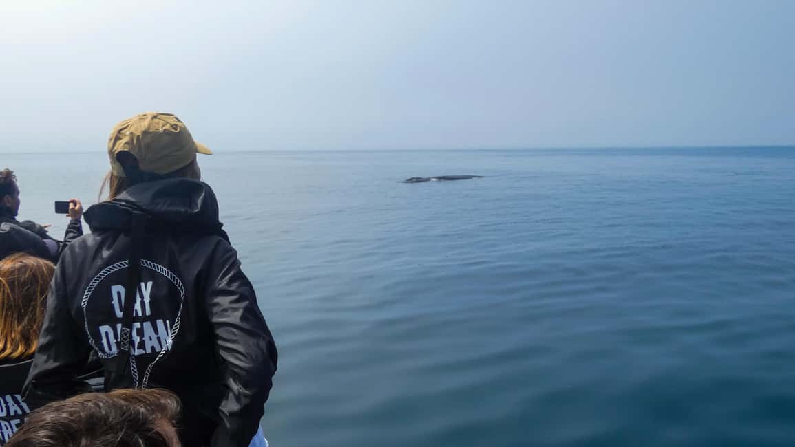 Sesimbra: Arrábida Dolphin and Whale Watching with Biologist - Sesimbra dolphin and whale watching: why Arrábida is the right day trip
