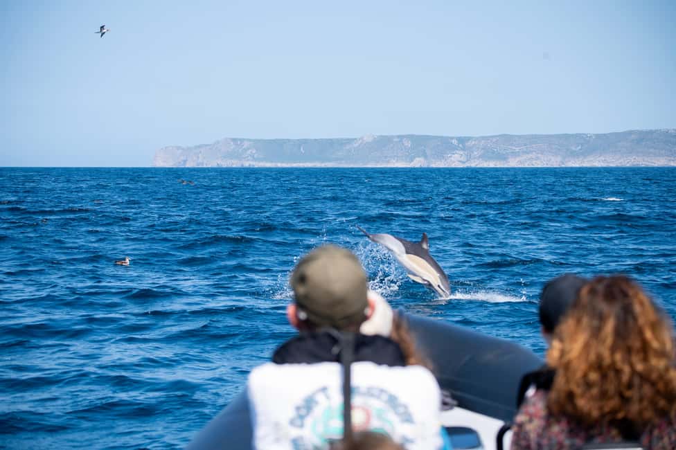 Sesimbra: Arrábida Dolphin and Whale Watching with Biologist - Getting there: finding the ESPADARTE boarding pier fast