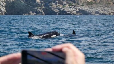 Sesimbra: Arrábida Dolphin and Whale Watching with Biologist - The marine biologist briefing: what you’ll actually learn
