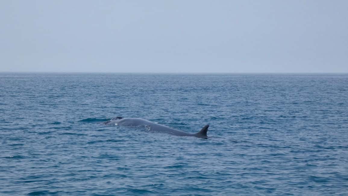 Sesimbra: Arrábida Dolphin and Whale Watching with Biologist - The 3-hour structure: how the cruise and stops work