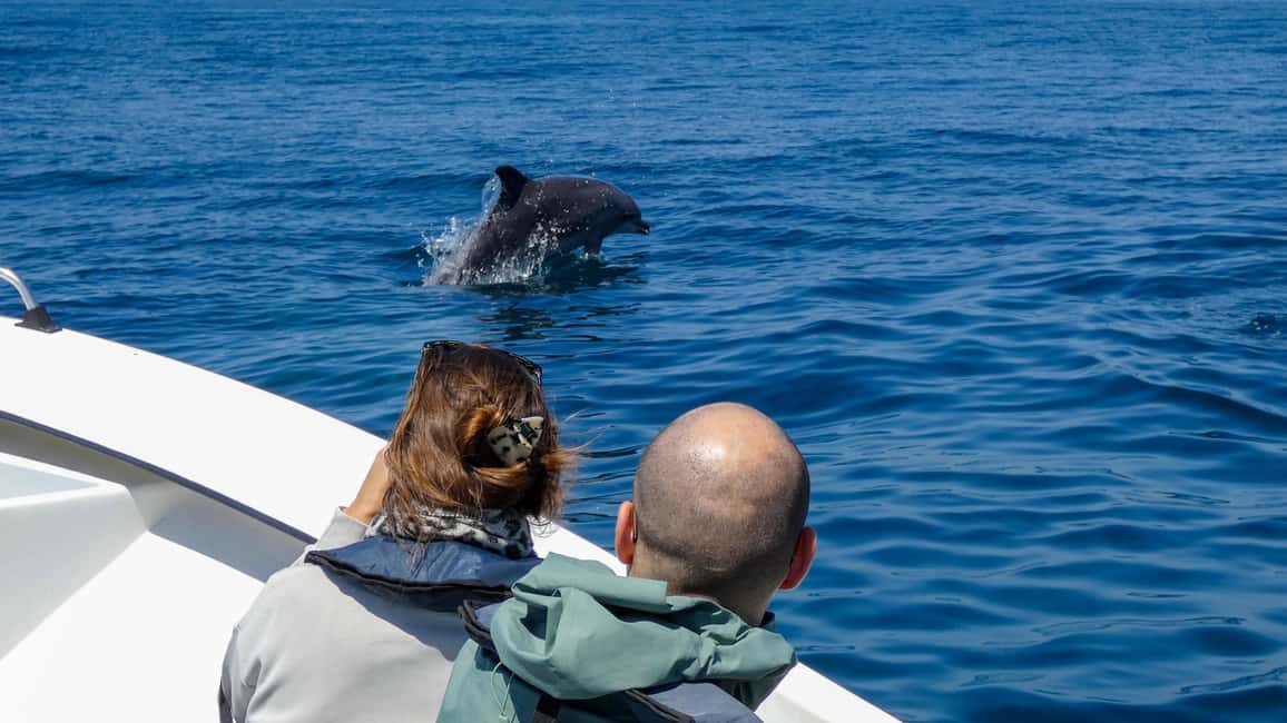 Sesimbra: Arrábida Dolphin and Whale Watching with Biologist - What wildlife you should keep an eye out for