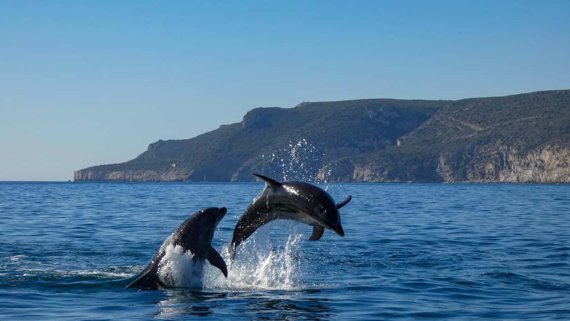 Sesimbra: Arrábida Dolphin and Whale Watching with Biologist - The boat, the viewing style, and why it feels different