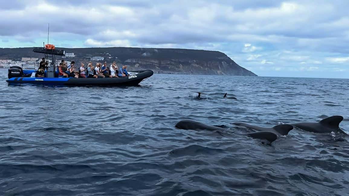 Sesimbra: Arrábida Dolphin and Whale Watching with Biologist - Price and value: is $64 a good deal for this day?