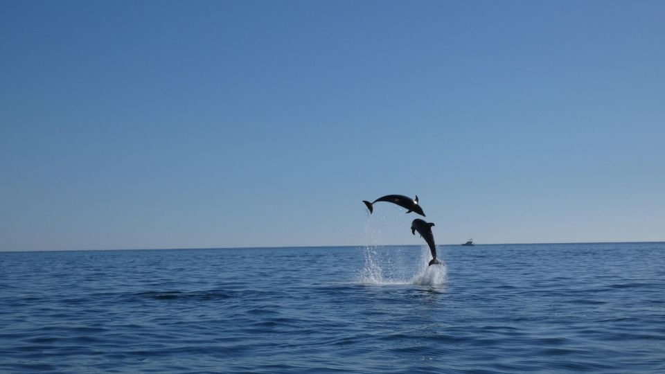 Sesimbra: Arrábida Dolphin and Whale Watching with Biologist - What to pack so the day feels easy