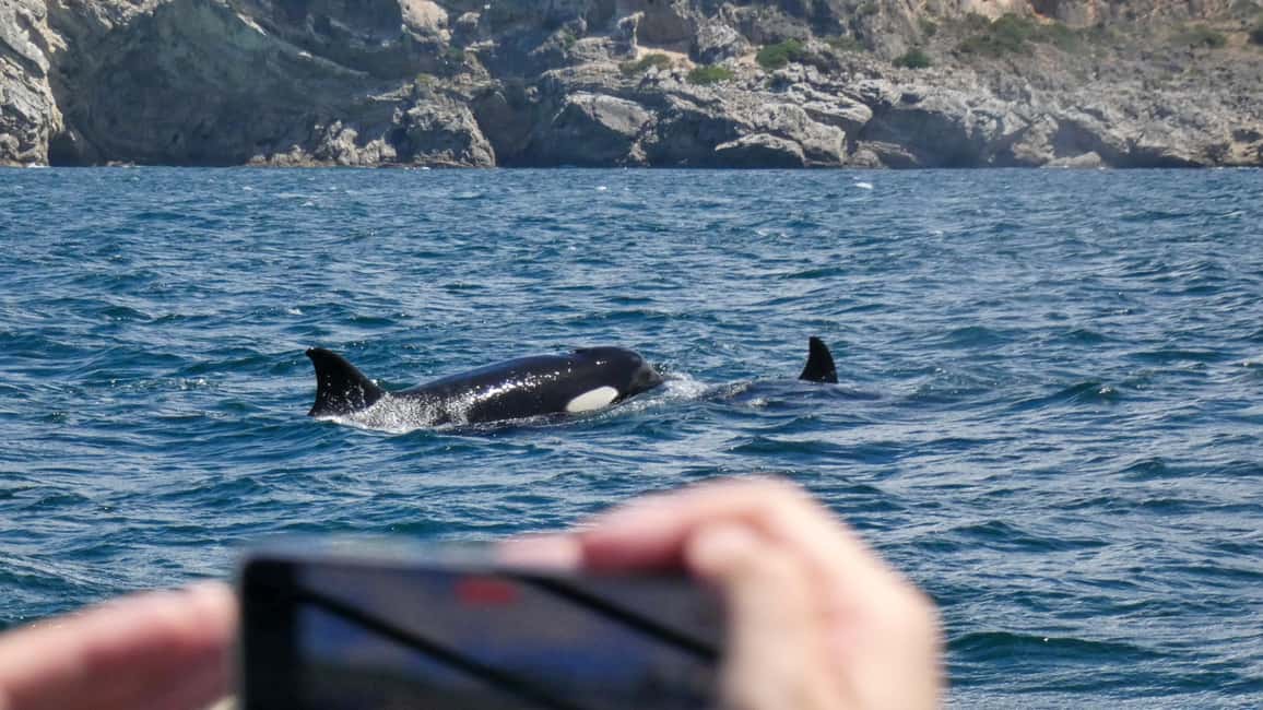 Sesimbra: Arrábida Dolphin and Whale Watching with Biologist - The marine biologist briefing: what you’ll actually learn