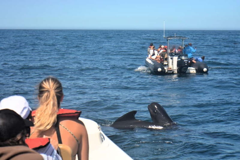 Sesimbra: Dolphin and Whales Watching with Biologist Guide - Key things I’d circle before you book