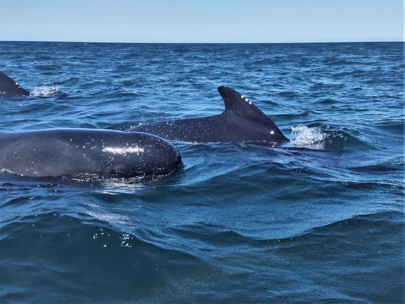 Sesimbra: Dolphin and Whales Watching with Biologist Guide - The included Moscatel wine and onboard extras: small touches with real payoff