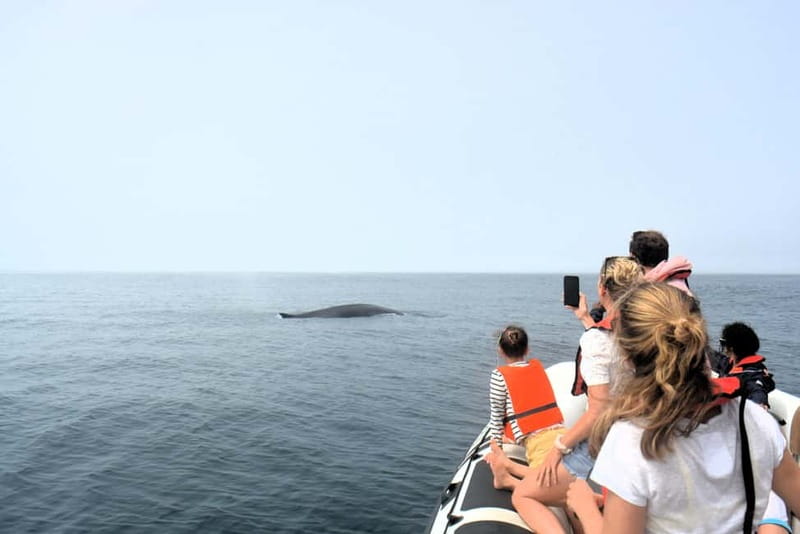 Sesimbra: Dolphin and Whales Watching with Biologist Guide - Price, value, and who this tour is best for