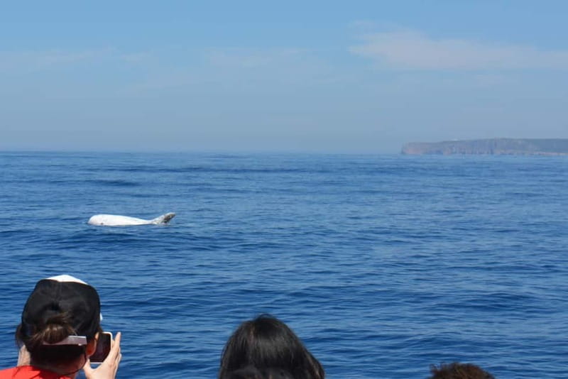 Sesimbra: Dolphin and Whales Watching with Biologist Guide - Booking decision: should you book this Sesimbra dolphin and whale tour?