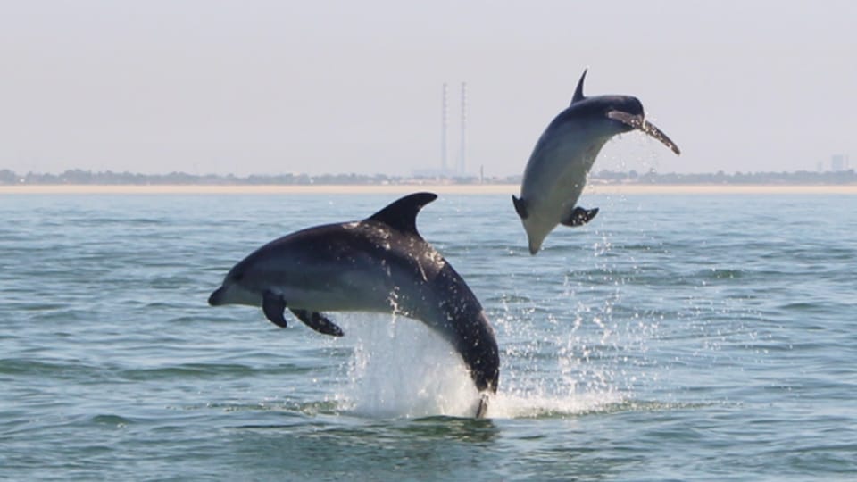 Setúbal and Tróia: Dolphin Watching and Arrábida Bays - Why Setúbal and Tróia Works So Well for Dolphin Watching