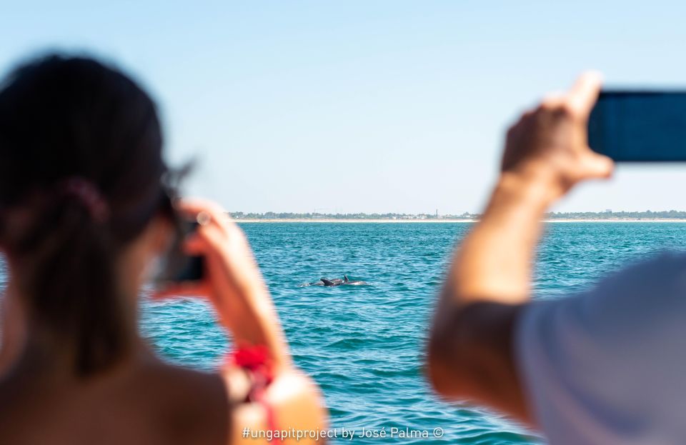 Setúbal: Dolphin Watching Boat Tour - Key highlights at a glance