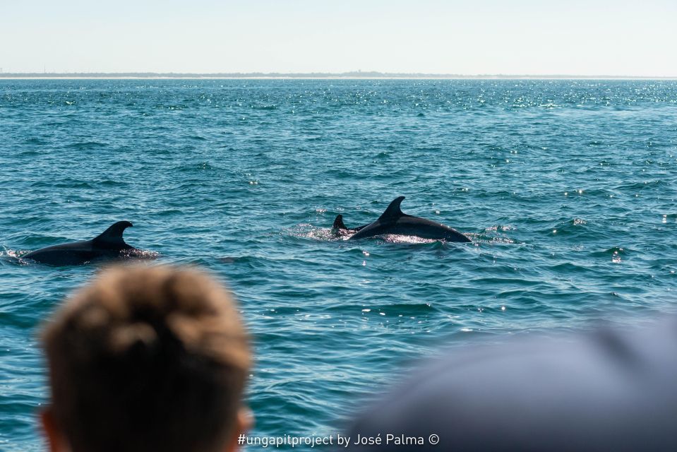 Setúbal: Dolphin Watching Boat Tour - FAQ