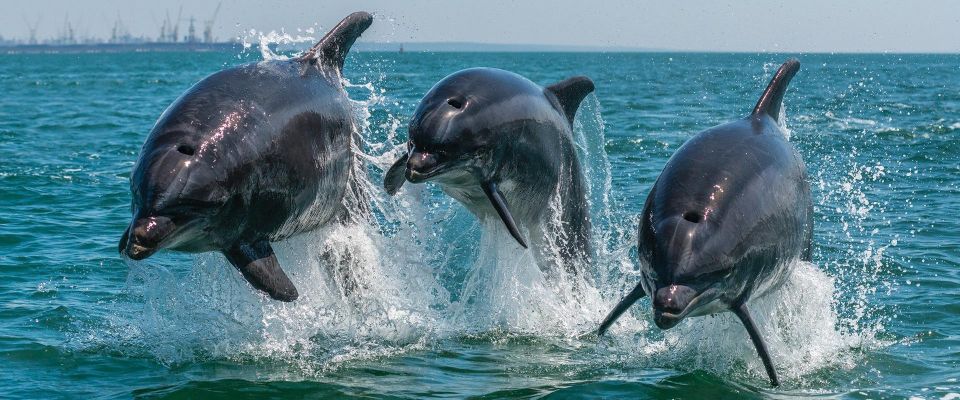 Setúbal: Dolphin Watching Boat Tour - Setúbal Bay dolphin-watching: what makes this place special