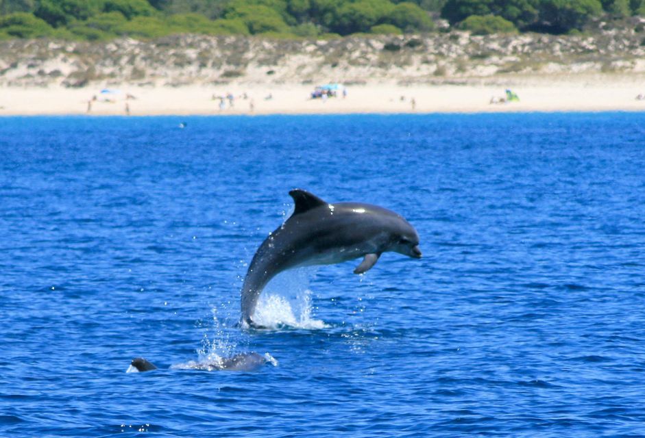 Setúbal: Dolphin Watching Boat Tour - Who should book this dolphin tour (and who might rethink it)