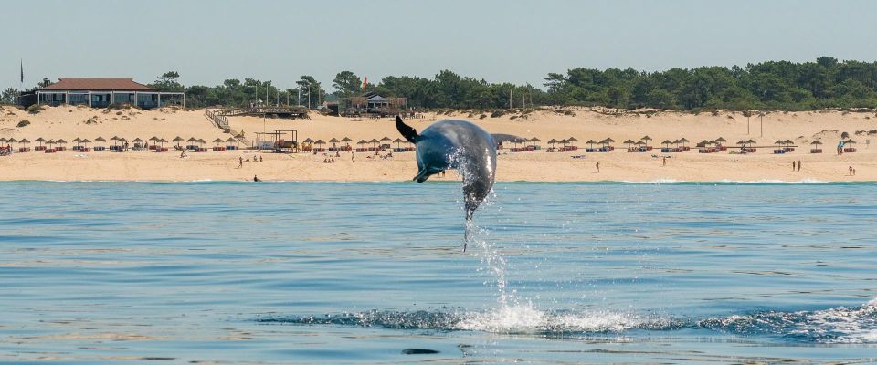 Setúbal: Dolphin Watching Boat Tour - Should you book Setúbal dolphin watching on this speedboat?