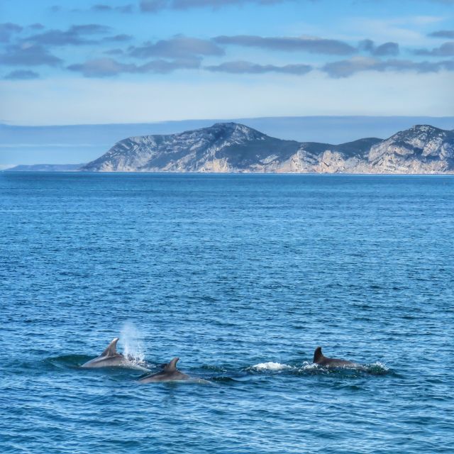 Setúbal: Dolphin Watching Tour - Key things to know before you go