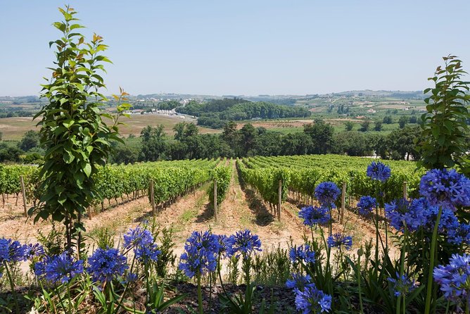 Setúbal Wine Tour with Visit and Tasting at 2 Wineries - Palmela Cooperative and Farm Catralvos: Why the Extra Stops Can Be Worth It
