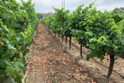 Setúbal Wine Tour with Visit and Tasting at 2 Wineries - Bacalhôa in Azeitão: Modern Design Meets the Cellar Reality