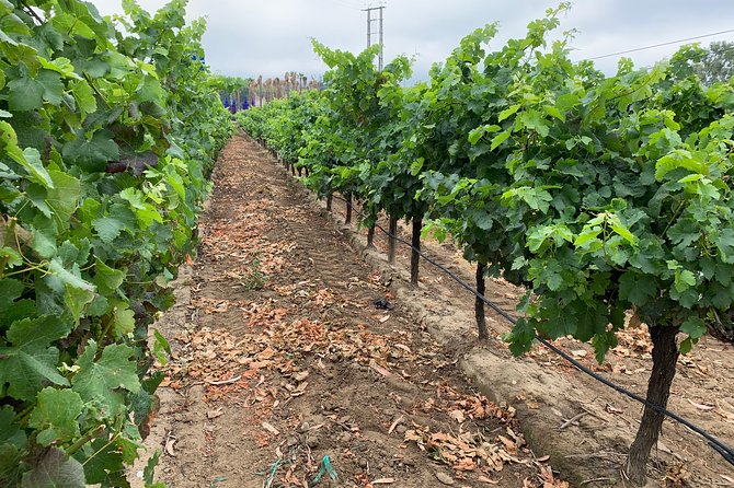 Setúbal Wine Tour with Visit and Tasting at 2 Wineries - Bacalhôa in Azeitão: Modern Design Meets the Cellar Reality